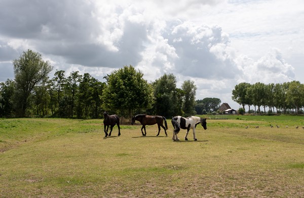 Medium property photo - Malledijk 12, 3208 LA Spijkenisse